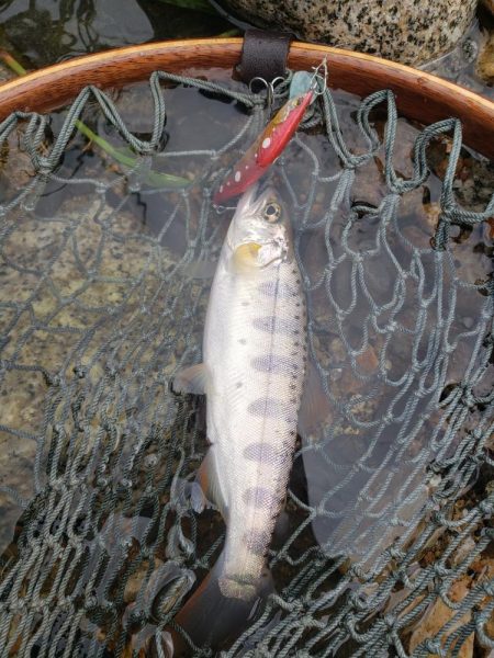 台風荒れに期待したが、、