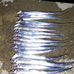 真夜中の時合いでタチウオ高活性