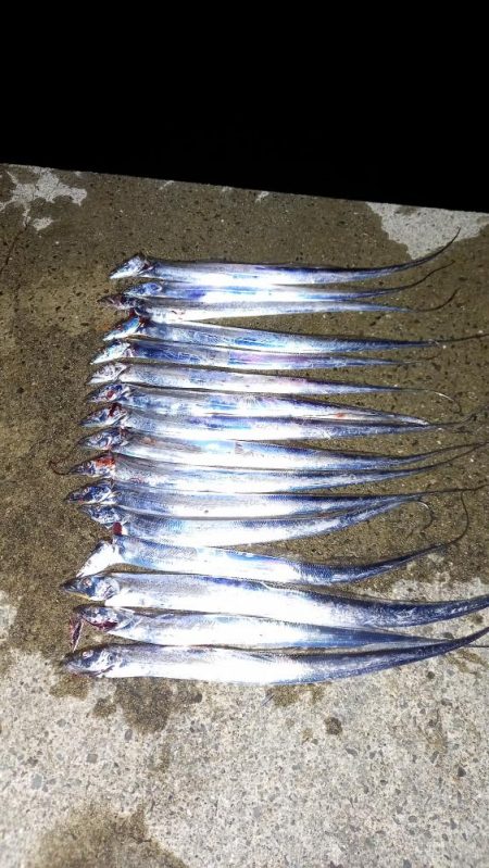 真夜中の時合いでタチウオ高活性