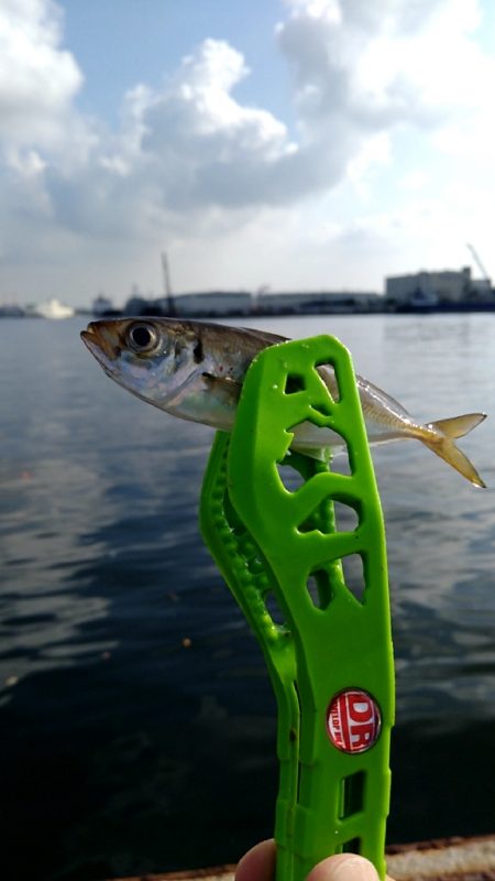 サビキは楽しい