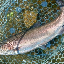 お持ち帰りぴったりサイズを釣るのは難しい …