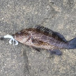 根魚探し@南紀~中紀