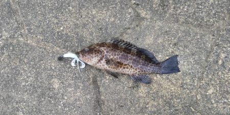 根魚探し@南紀~中紀