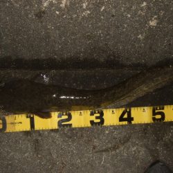 雨前後のタイミングでナマズ