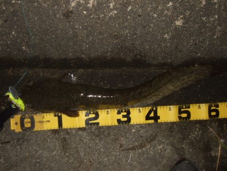 雨前後のタイミングでナマズ