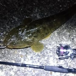 ニュータックルで良型マゴチゲット!