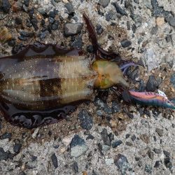 ちょっと渋い…