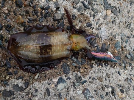 ちょっと渋い…