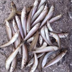 播磨新島釣行30