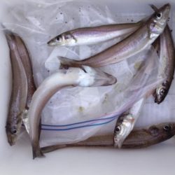 播磨新島釣行31