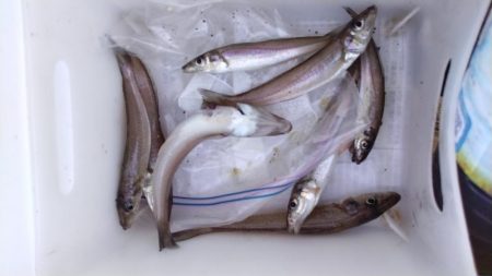 播磨新島釣行31