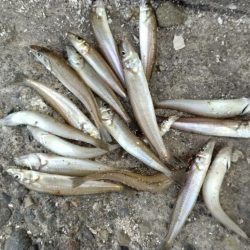 播磨新島釣行33