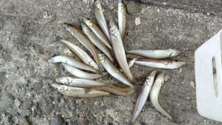 播磨新島釣行３３