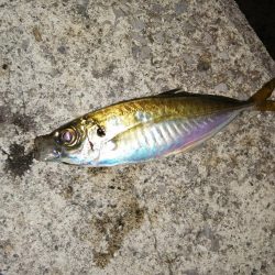 アジはどちらに？