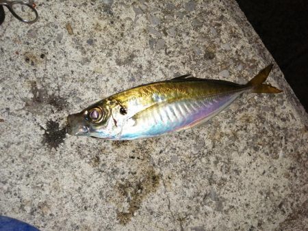 アジはどちらに？