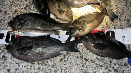 台風明けでグレが戻ってきた！夜に入れ食い