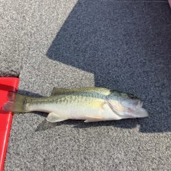 迷走台風後南湖