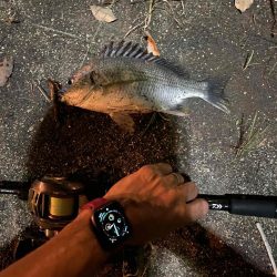 アーバンチニング⑦ シルバーウルフデビュー