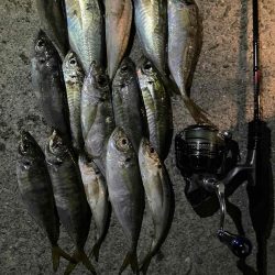 久しぶりのアジング楽しいヤン！