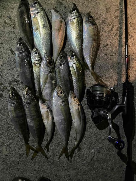 久しぶりのアジング楽しいヤン！