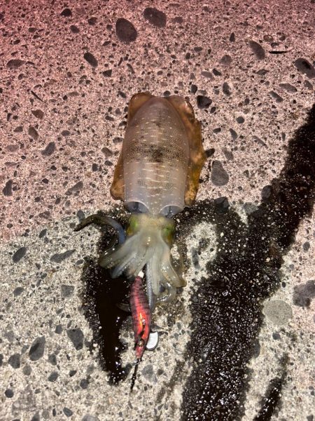 朝マヅメエギング