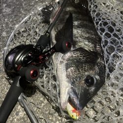 プラグチニング月間100尾の壁