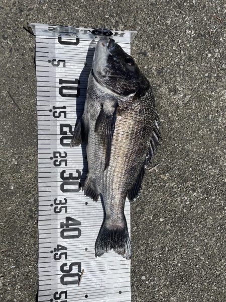 イチノ兄弟、釣果！