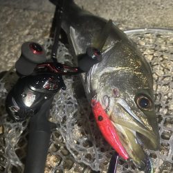 ラパラを封印して