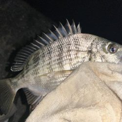 台風後もチヌとメッキ開幕！