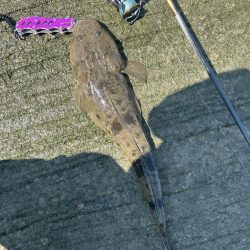 メッキのちマゴチ!