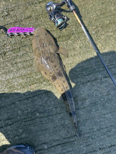 メッキのちマゴチ!