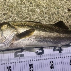 釣り仲間の初シーバス!