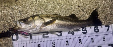 釣り仲間の初シーバス!