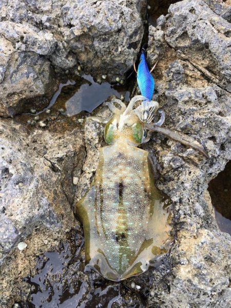 エギング　佐渡遠征①1日目