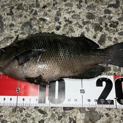 サヨリが入れ食い&安定の夜グレ