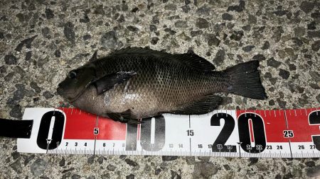 サヨリが入れ食い&安定の夜グレ