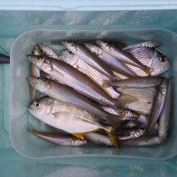 初秋のキス釣り