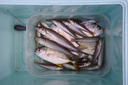 初秋のキス釣り