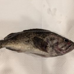 穴釣りで良型のクロソイ上がる!!