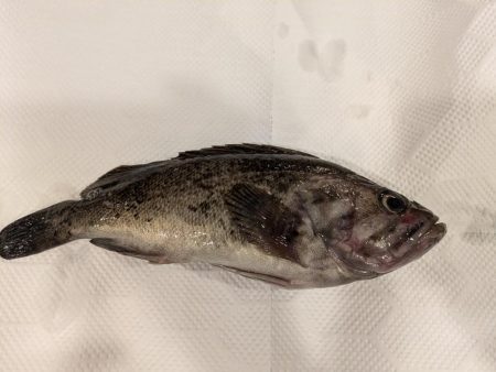 穴釣りで良型のクロソイ上がる!!