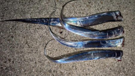 台風後渋い太刀魚