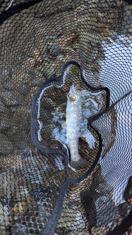 増水激流で反応鈍い