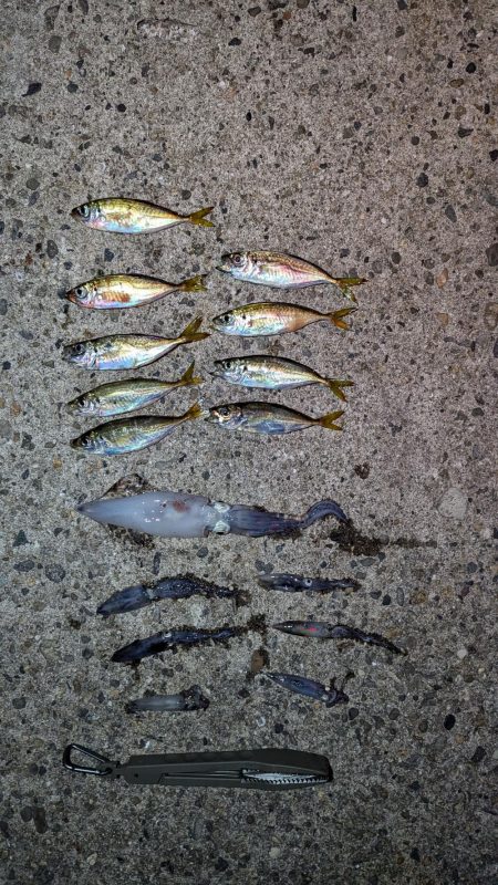 ついに良型ケンサキイカキャッチ・アジングも…