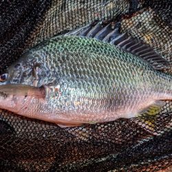 虫ヘッドと切り身で探り釣り