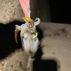 2時間だけエギング!