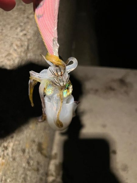 2時間だけエギング!