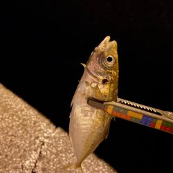 今日のアジさんは?