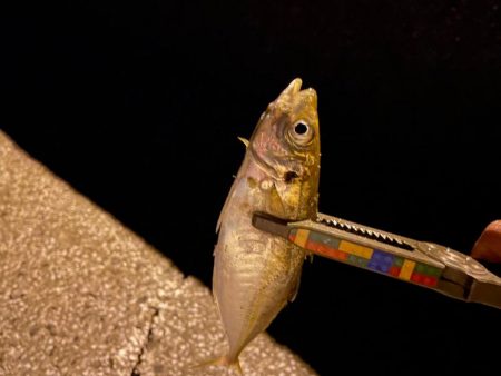 今日のアジさんは?