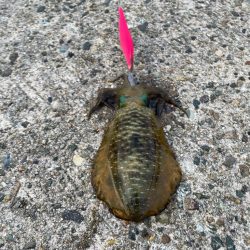 本格的にシーズンイン