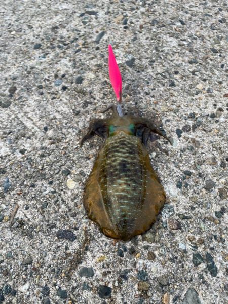 本格的にシーズンイン